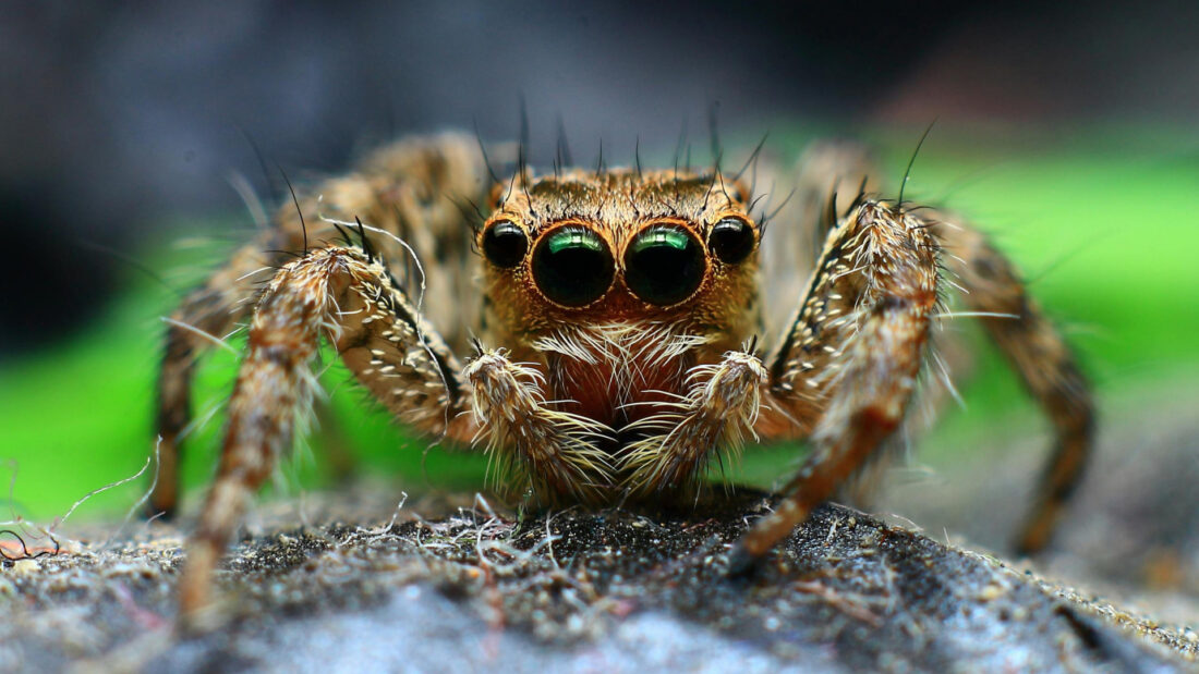 Zbliżenie pająka – obraz wywołujący lęk przed pająkami (arachnofobia)
